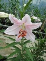 [1778 Lido No01.JPG]